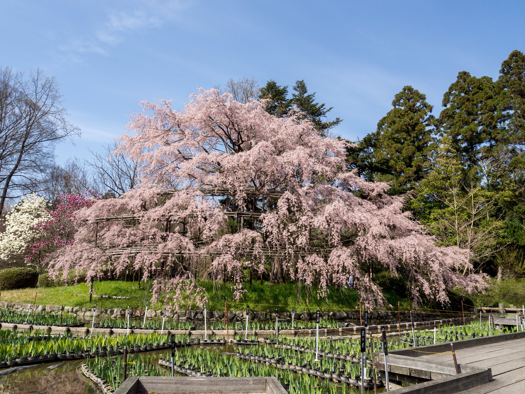枝垂れ桜