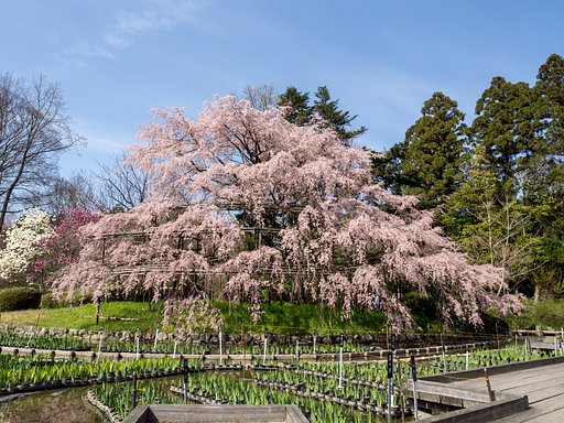 枝垂れ桜