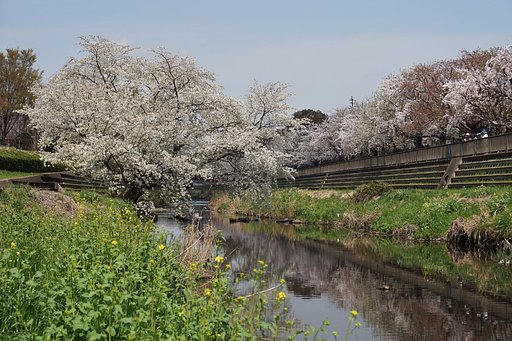 野川の春