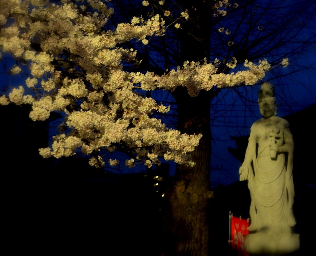 ライトアップされた桜