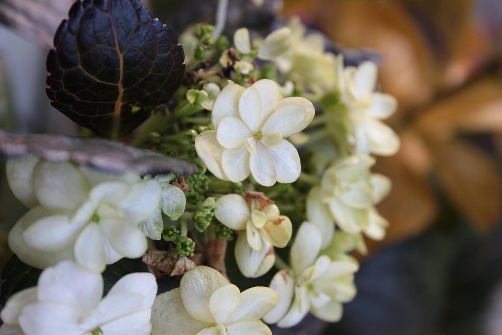 冬の紫陽花「墨田の花火」