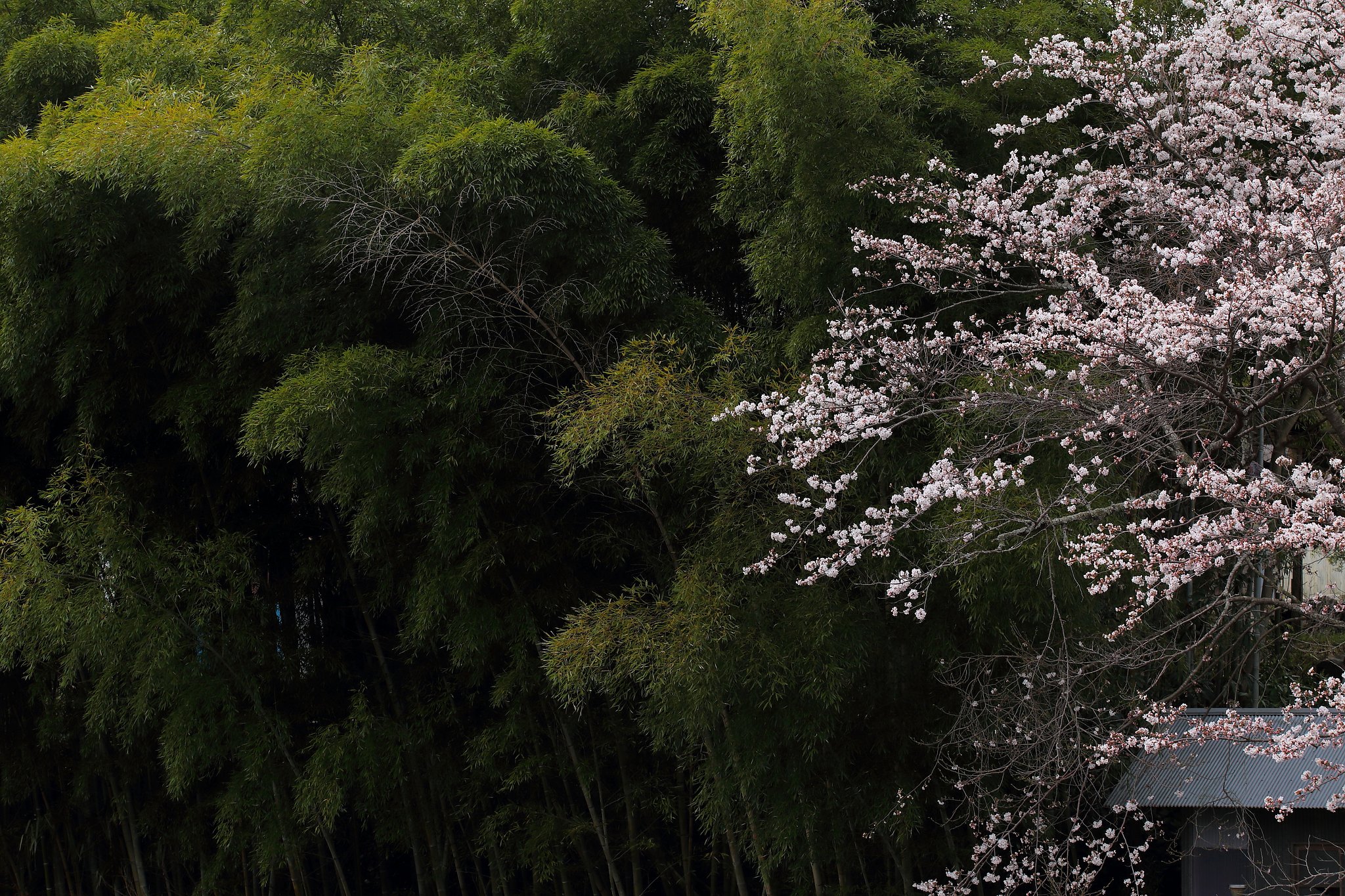 桜と竹林