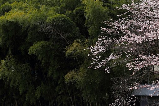 桜と竹林