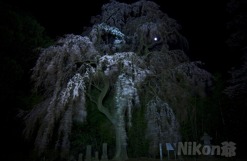 月光と枝垂れ桜