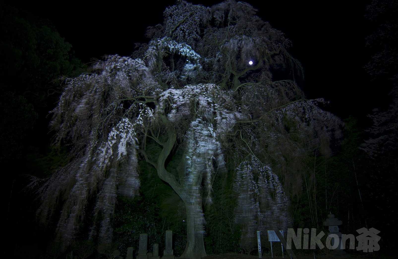 月光と枝垂れ桜
