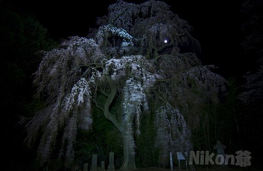 月光と枝垂れ桜