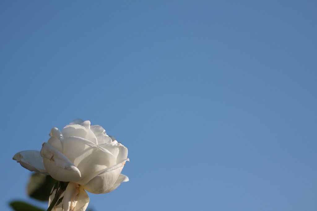 薔薇と青空