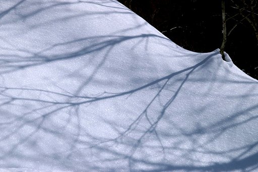 雪に雑木の影鮮やかに