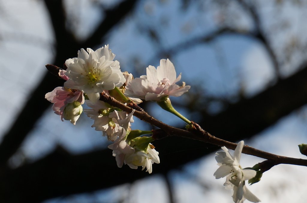 《ＫＯＢＵＫＵ　ＳＡＫＵＲＡ》
