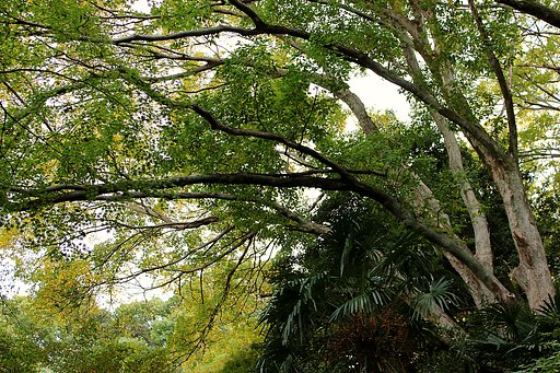 モミジのある大樹森