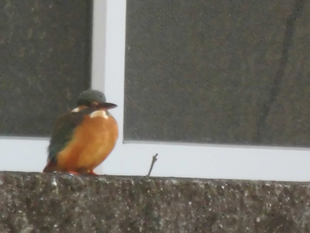 カワセミ