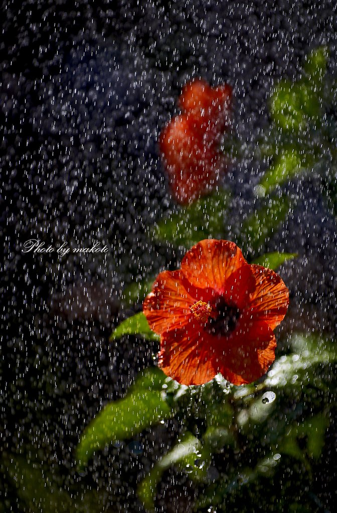 天気雨