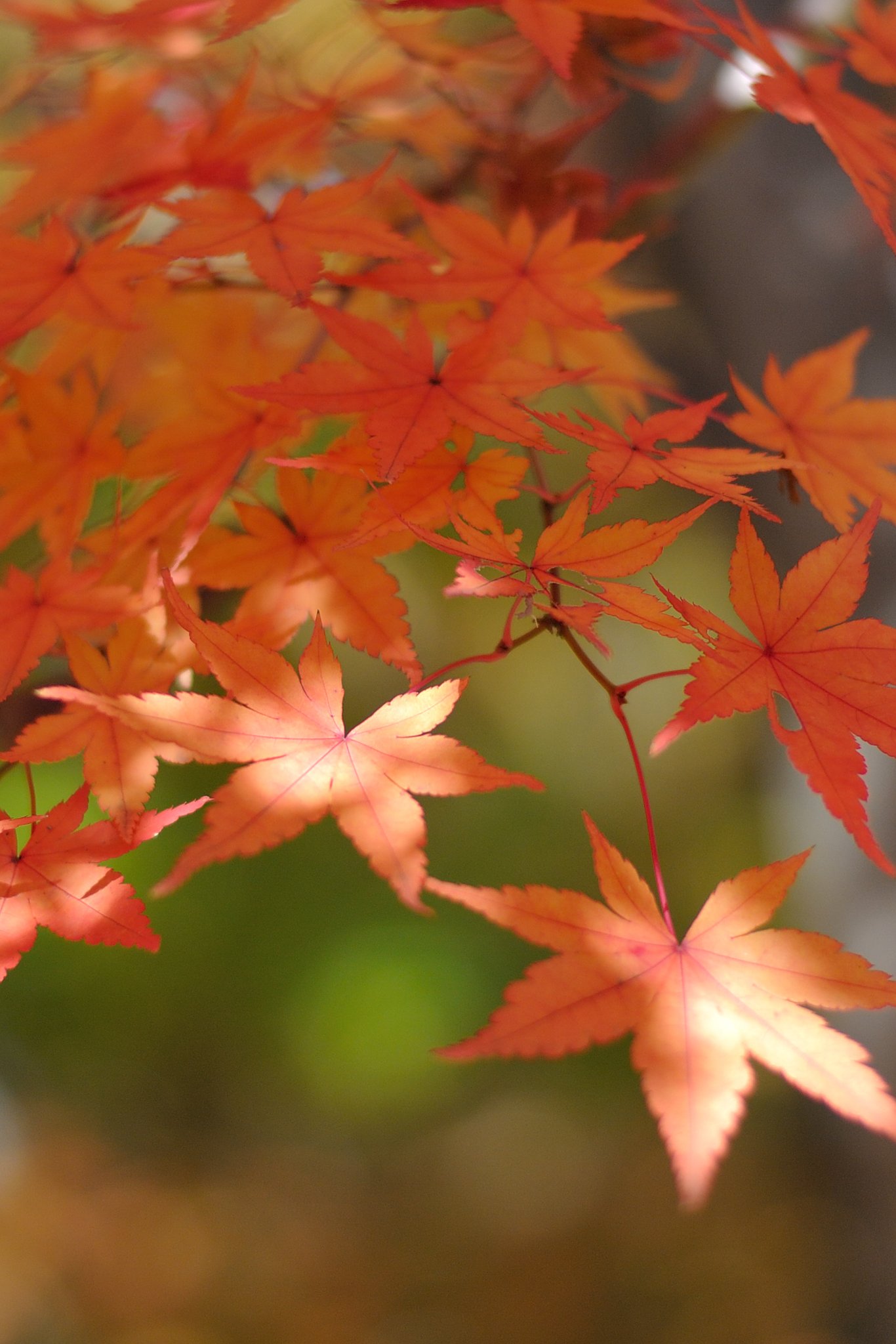 紅葉