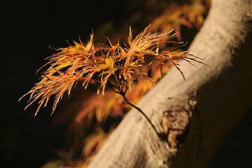 細葉もみじ・・・