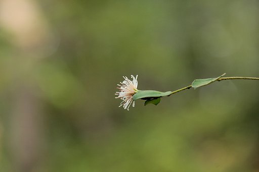 山野草