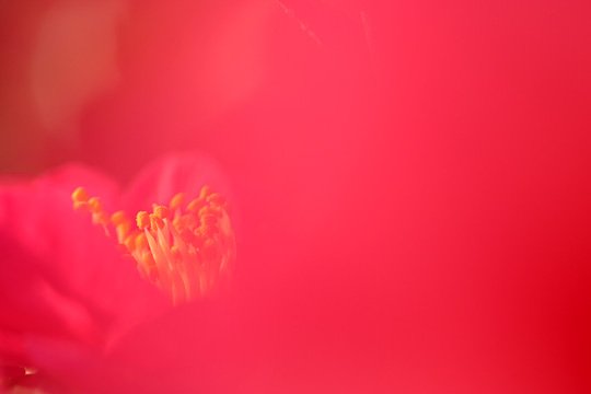 山茶花