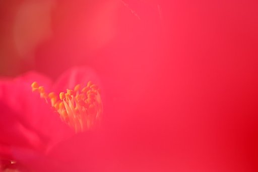 山茶花