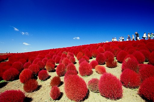 コキアの季節