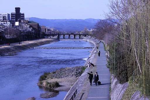 春の鴨川