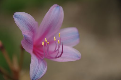 リコリス