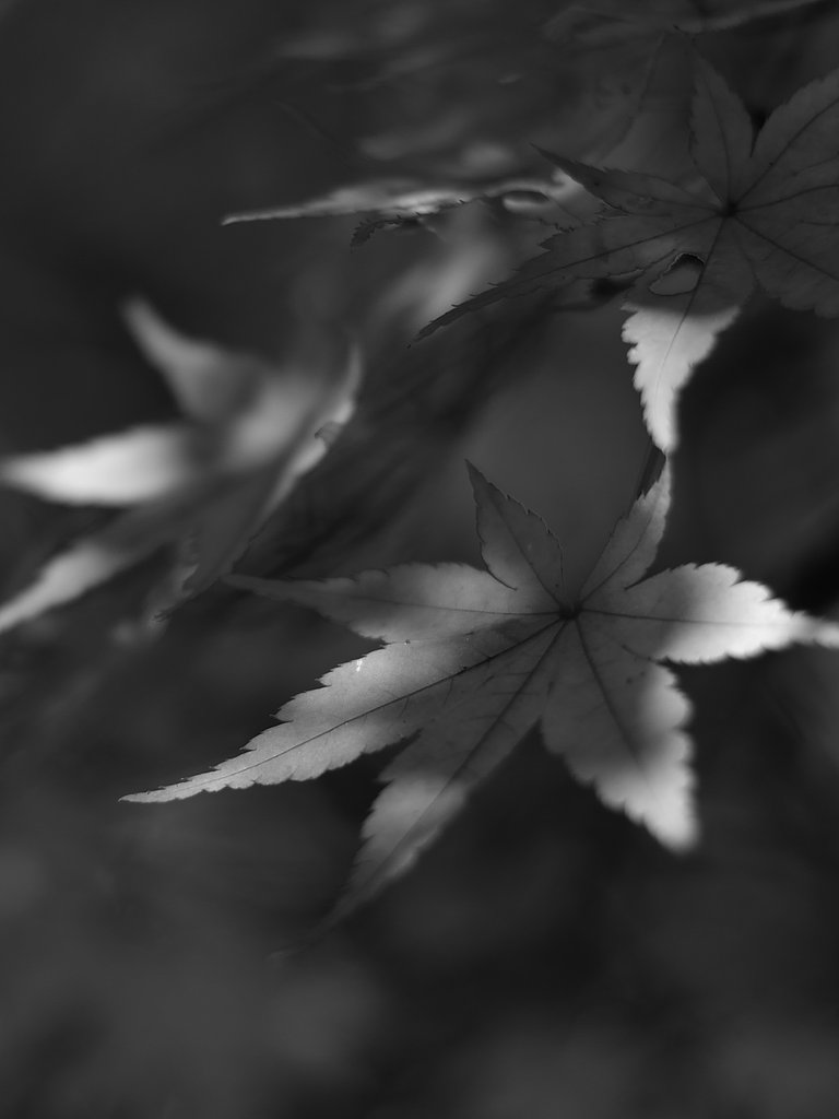 【いのち】一枚の葉っぱ