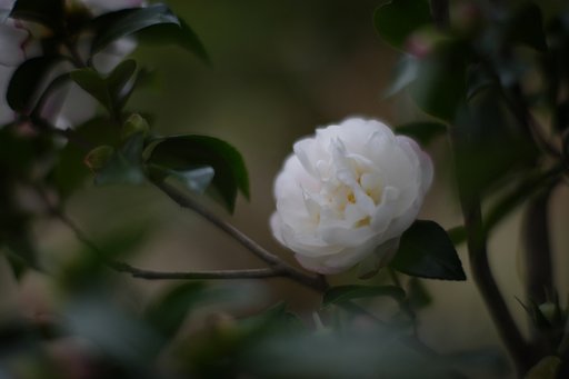 サザンカ　其の参