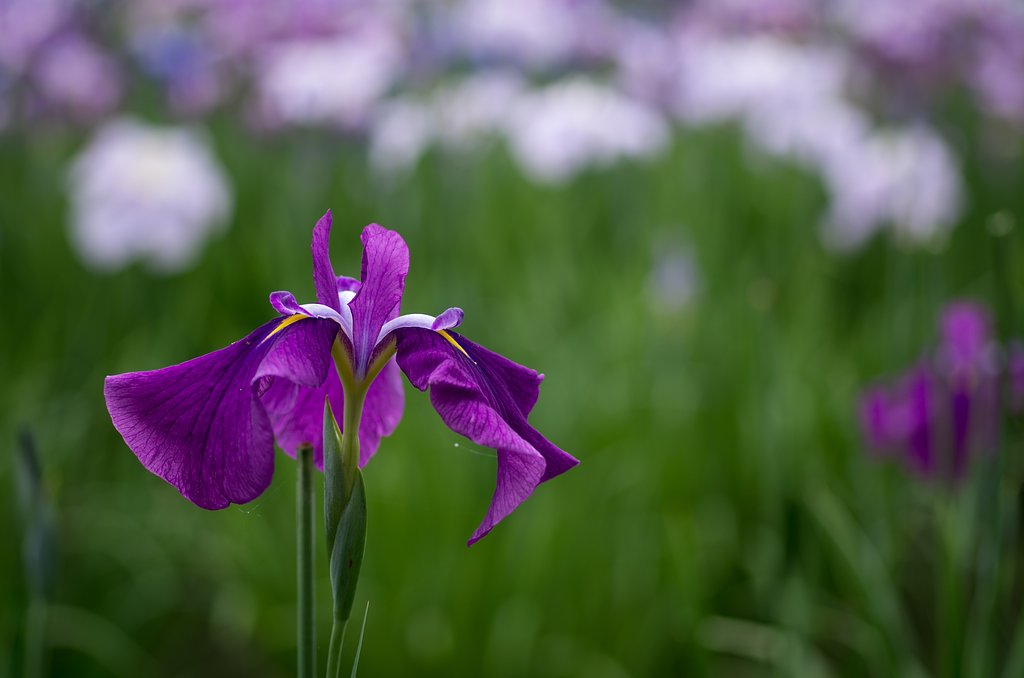 花菖蒲