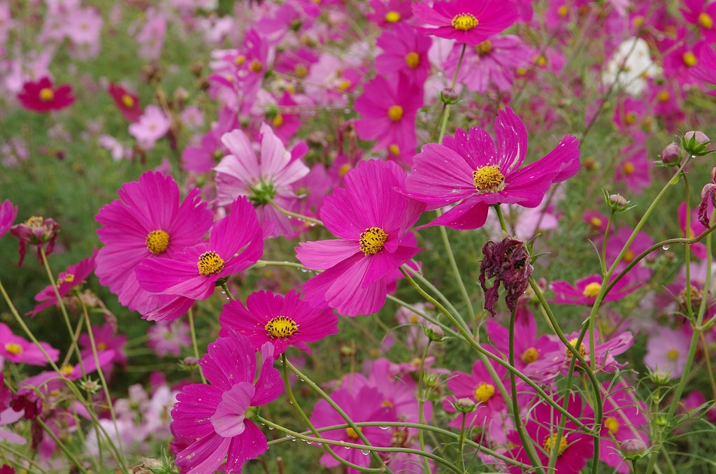 姥秋桜