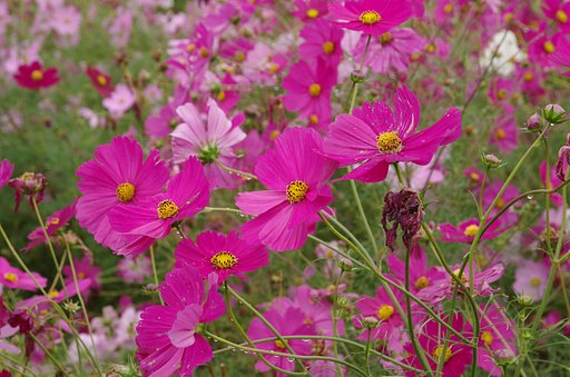 姥秋桜