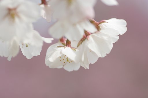 春の色