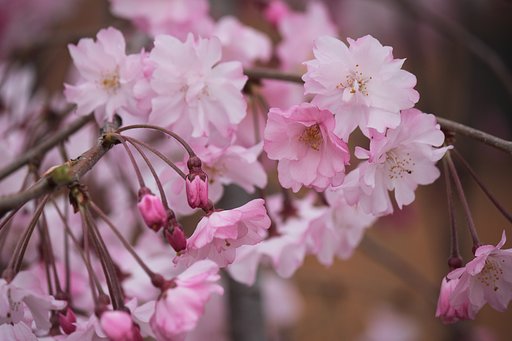 桜の季節