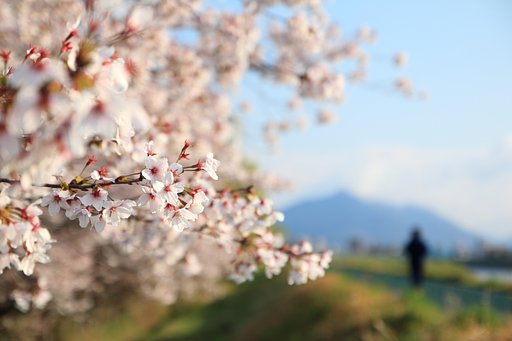 【心】これぞ男の花道言うことなし