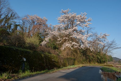 山裾の桜。