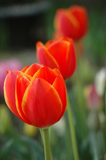 赤花三連