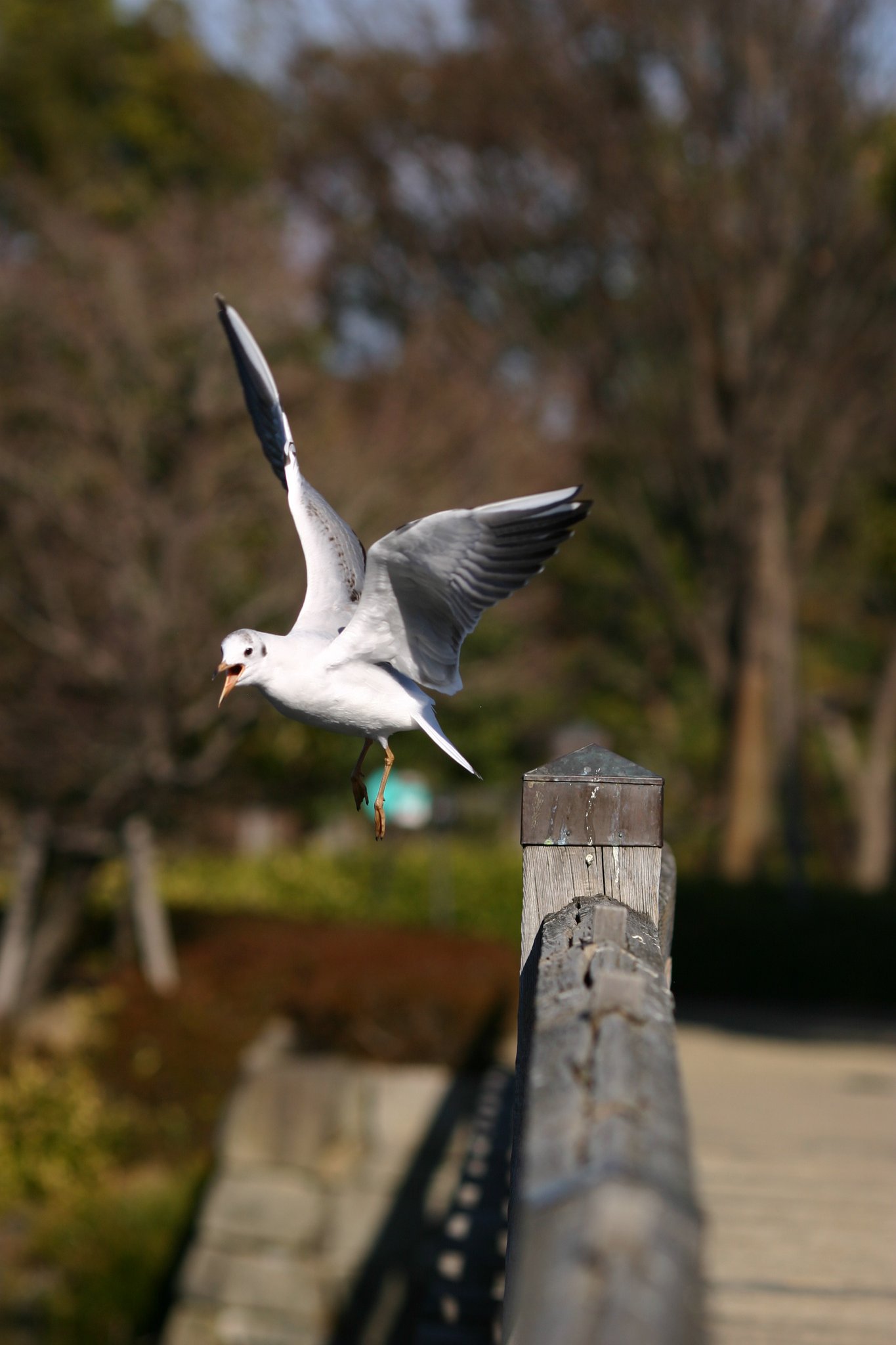 カモメが飛っ〜〜〜〜〜だぁ〜〜〜！