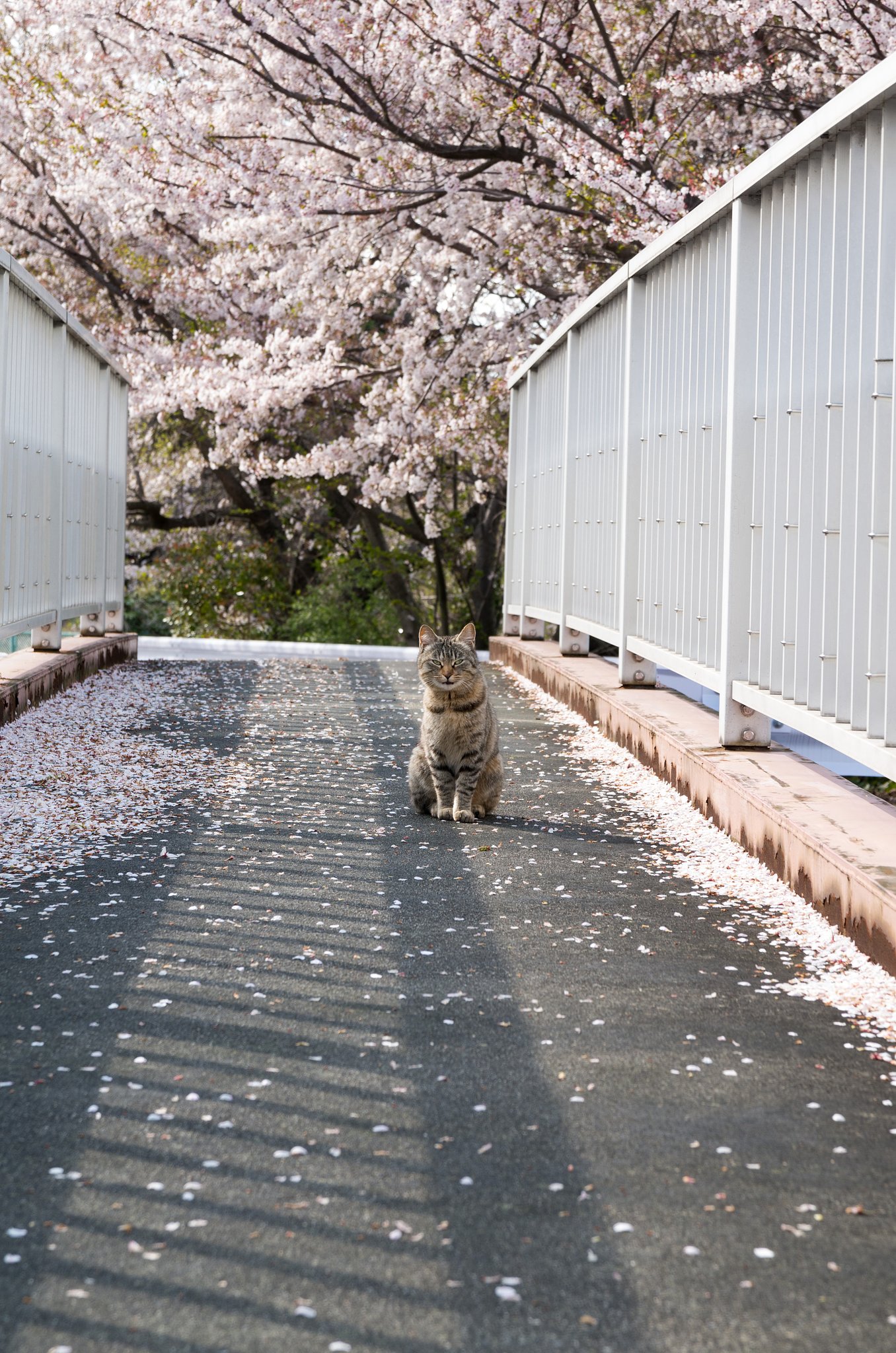歩道橋