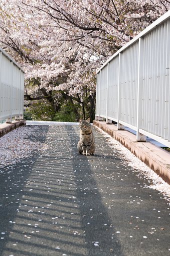 歩道橋