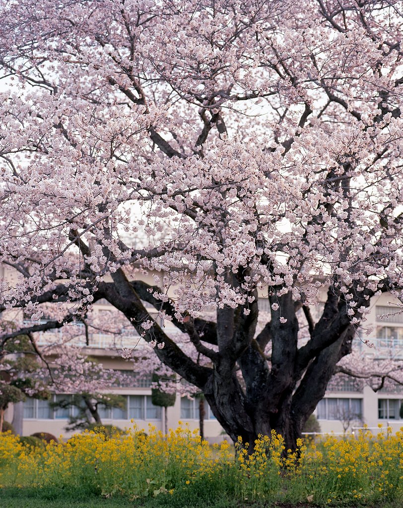 大きな桜の木の下で