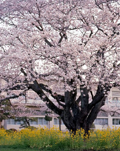 大きな桜の木の下で