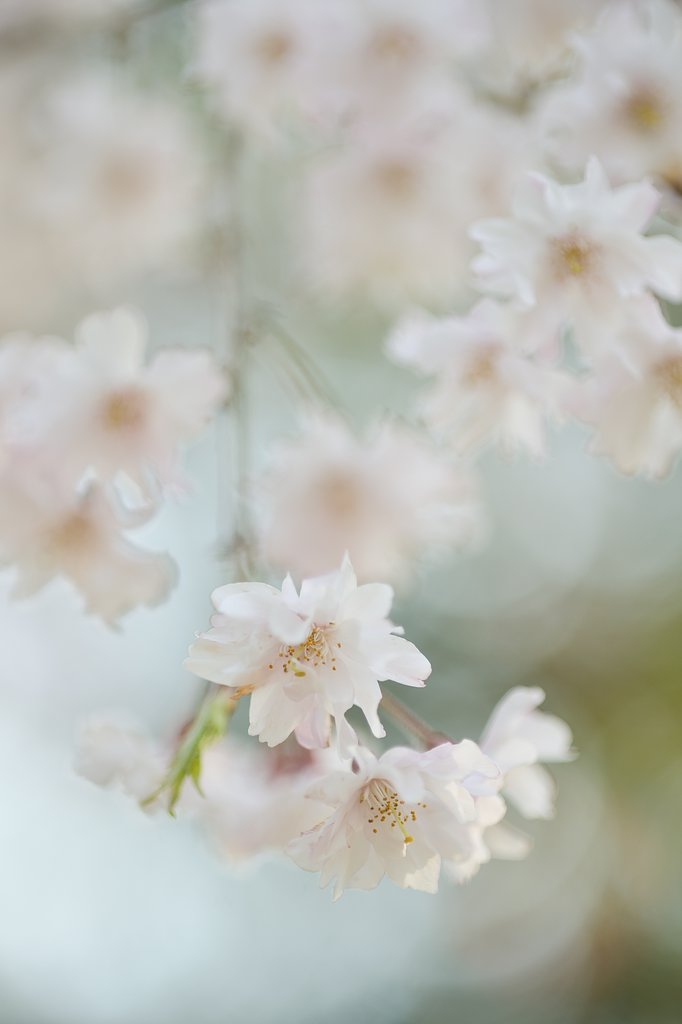 タムロンSP９０mmマクロF２．５
