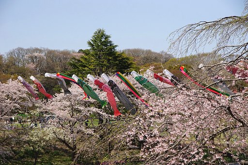 さくらを泳ぐ鯉