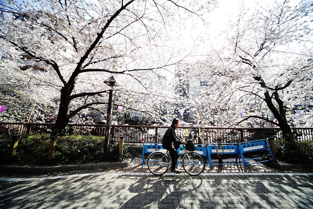 桜花爛漫Ⅱ