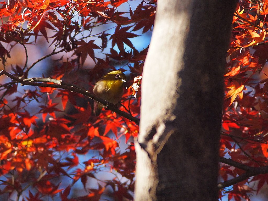 憩いのモミジ
