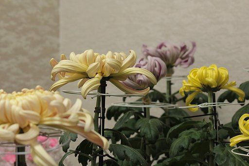 太陽が恋しい大輪菊