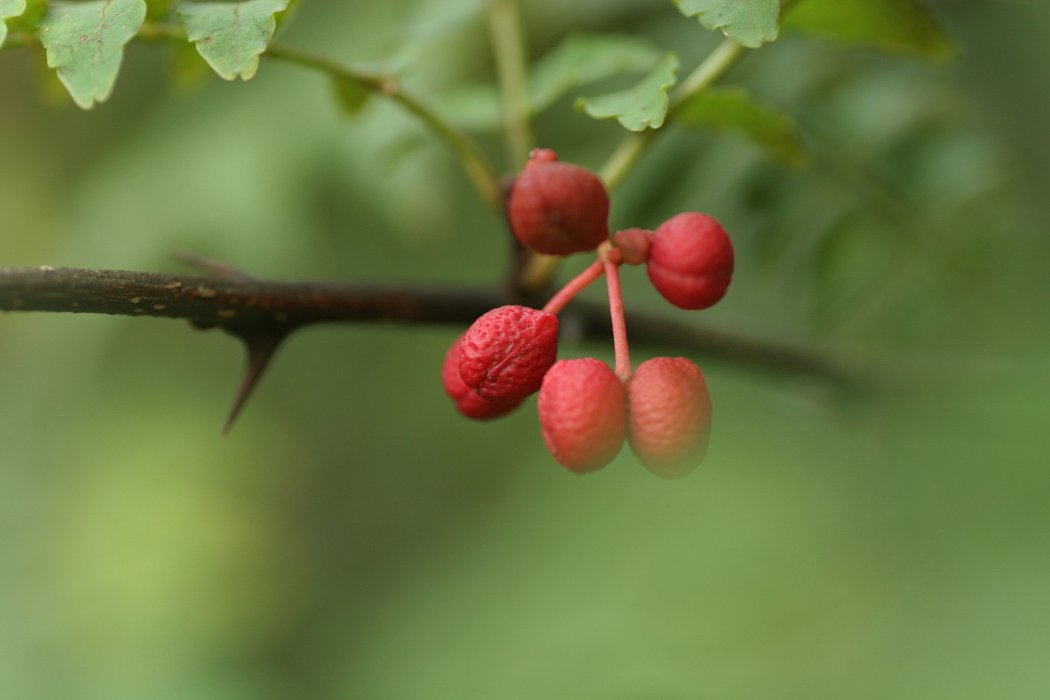 山椒