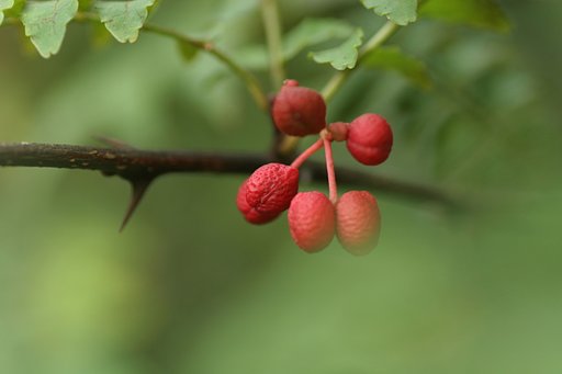 山椒