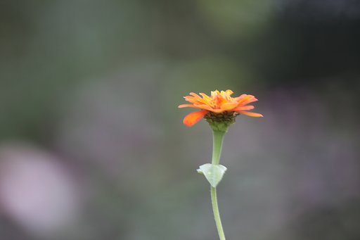 百日草