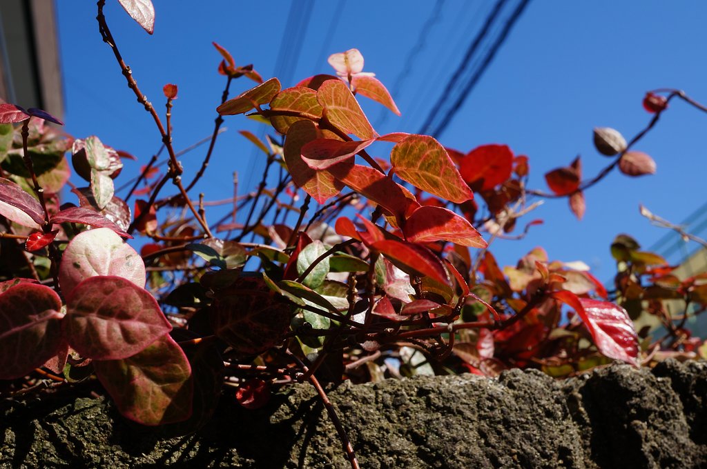 「紅葉」