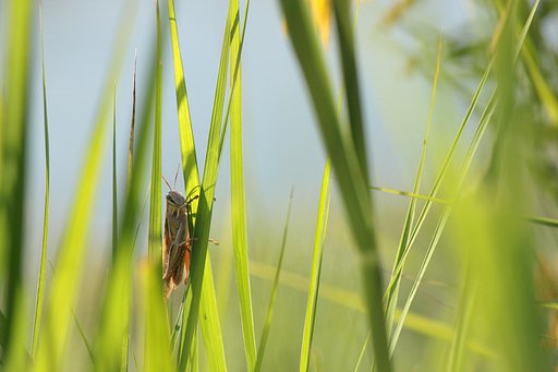 【秋】野原にて