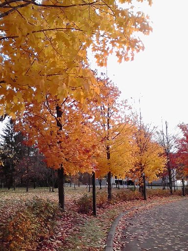 【秋】紅葉